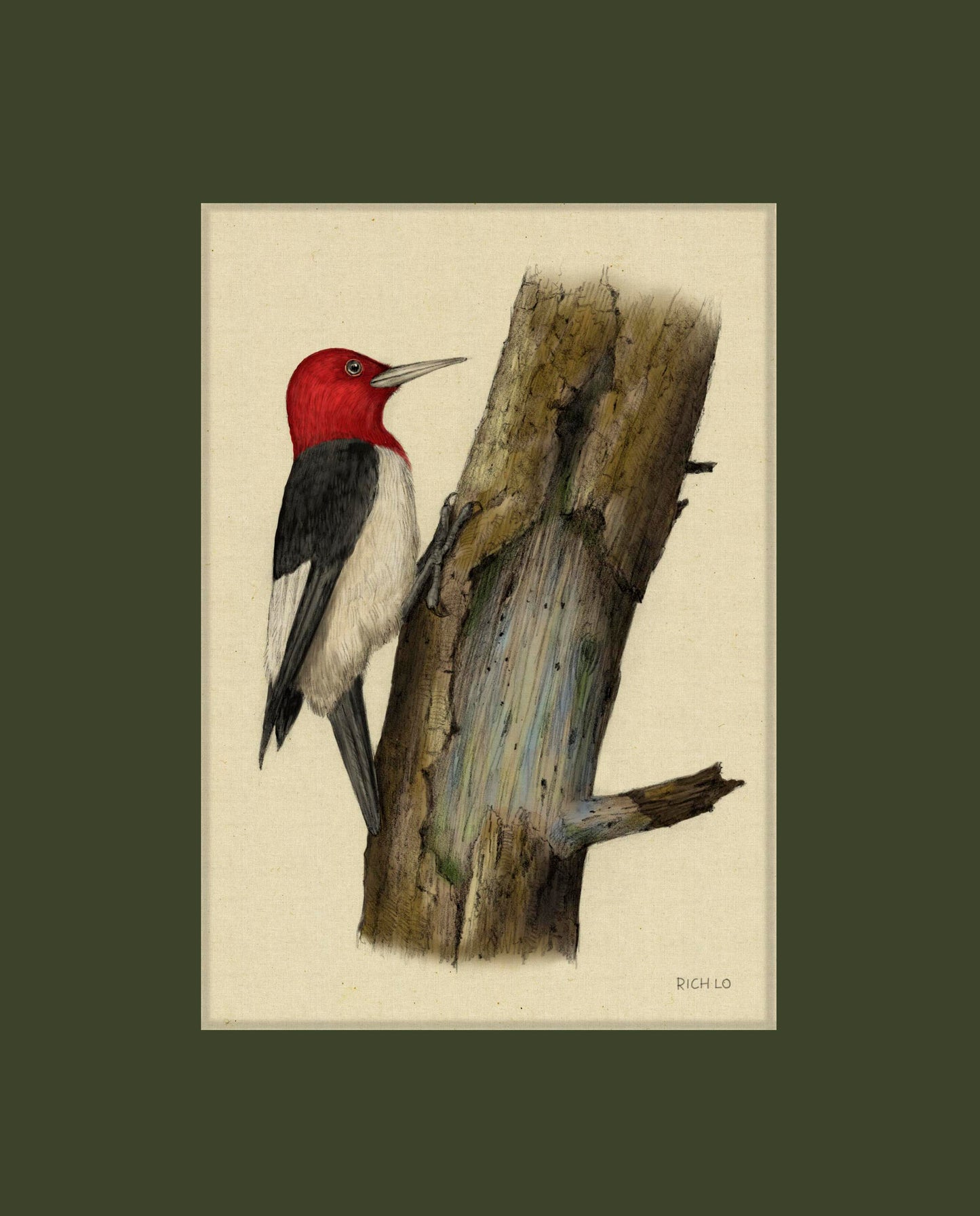 Red-headed Woodpecker