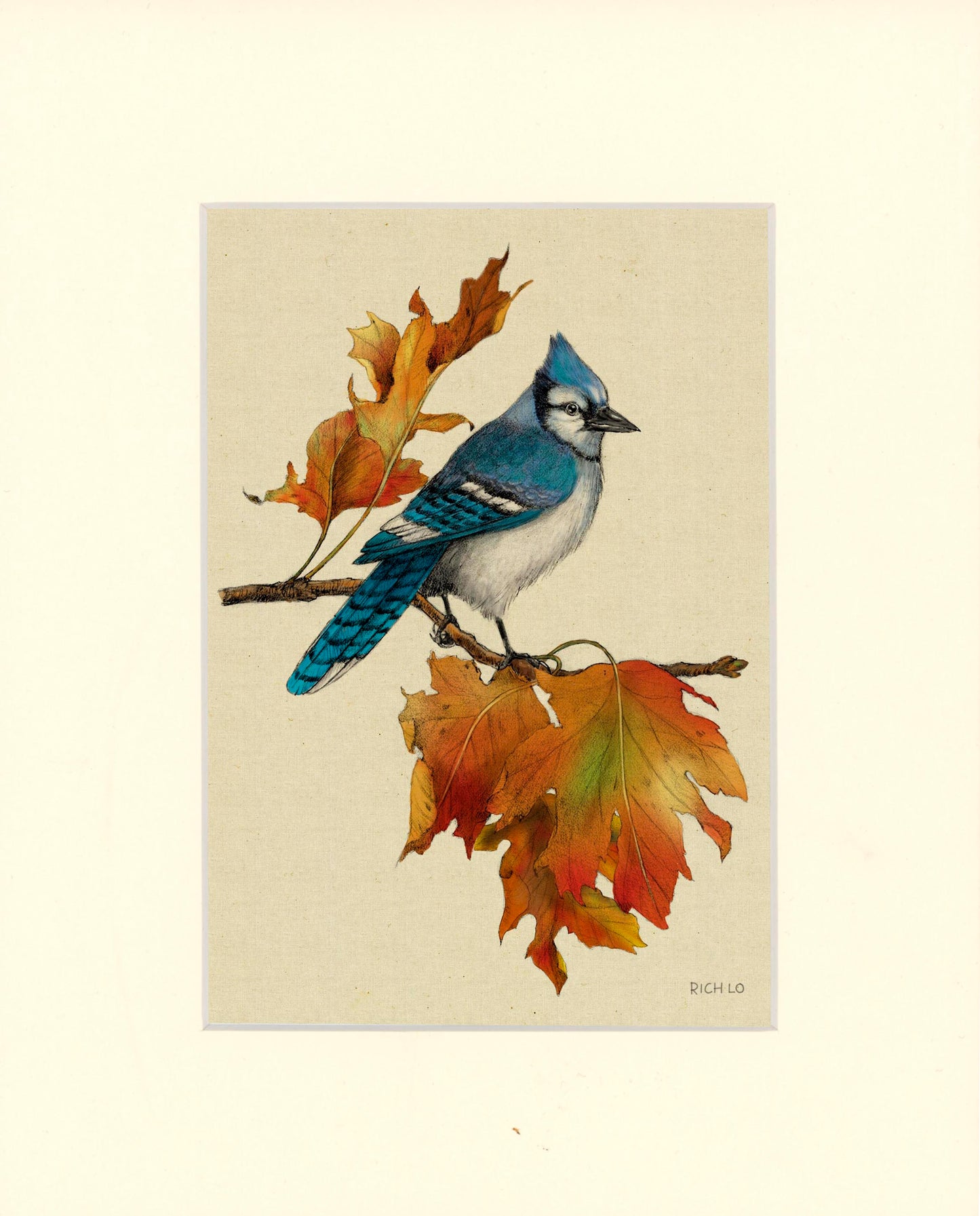 Bluejay