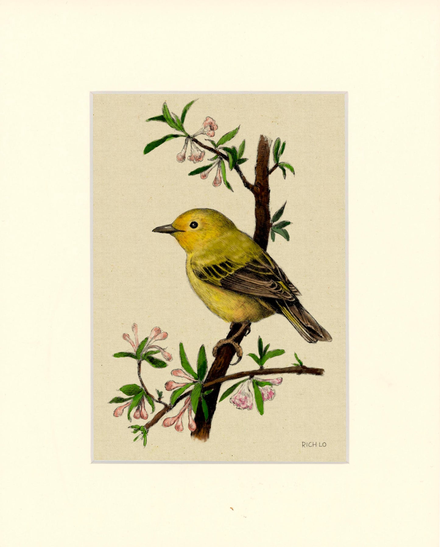 Yellow Warbler