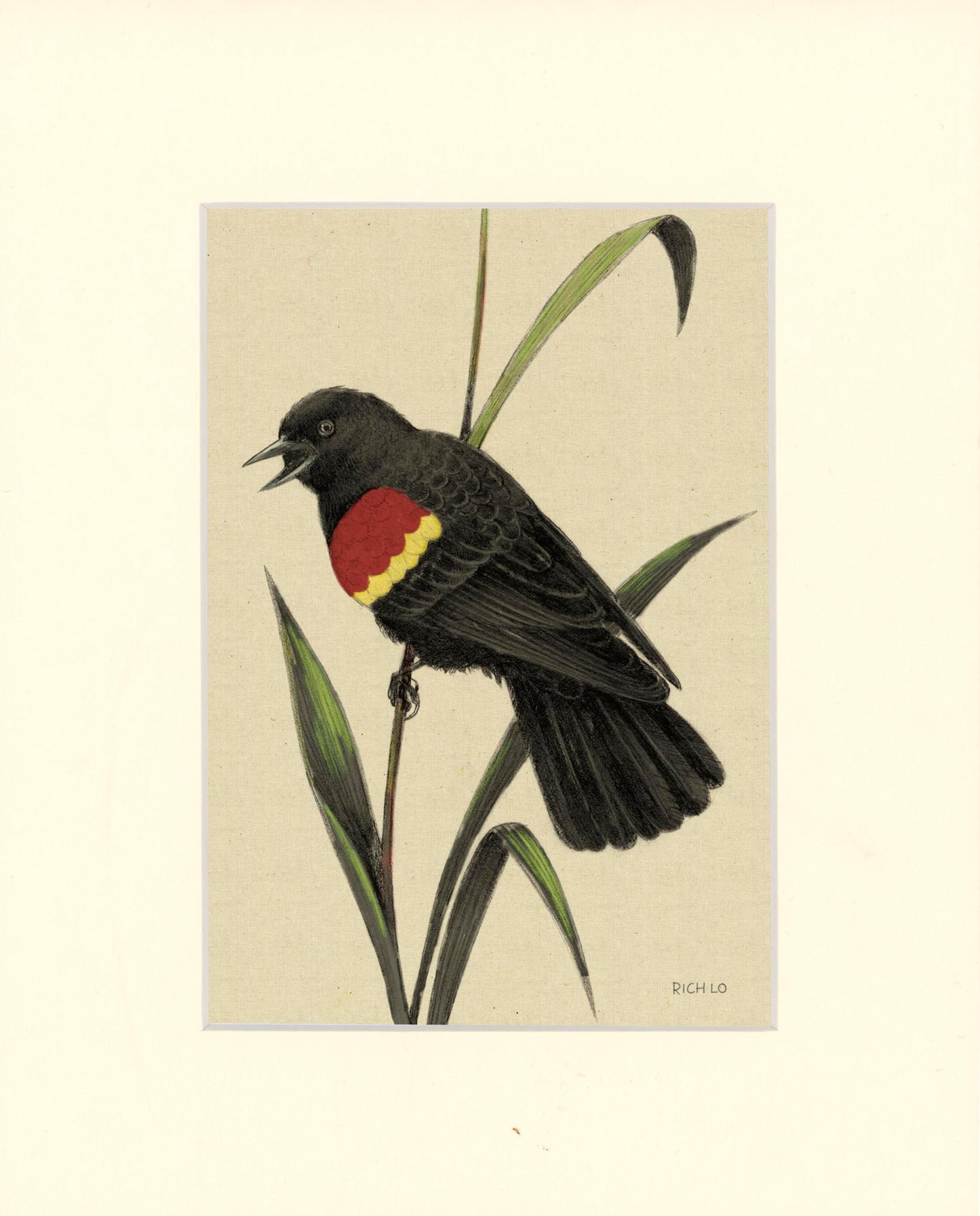 Red-winged Blackbird