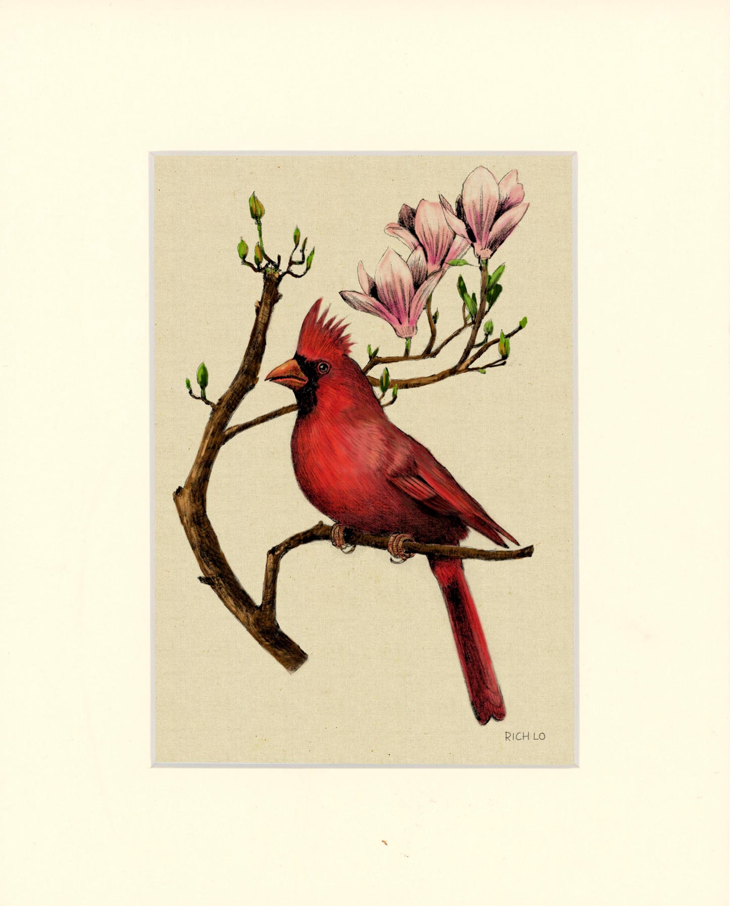Male Cardinal