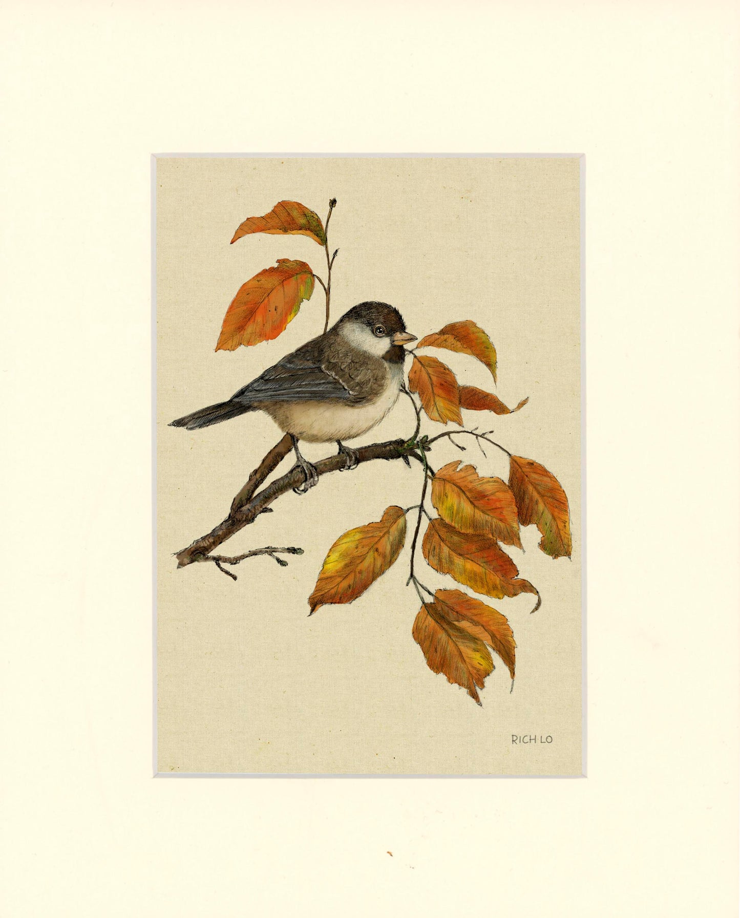 Black-capped Chickadee