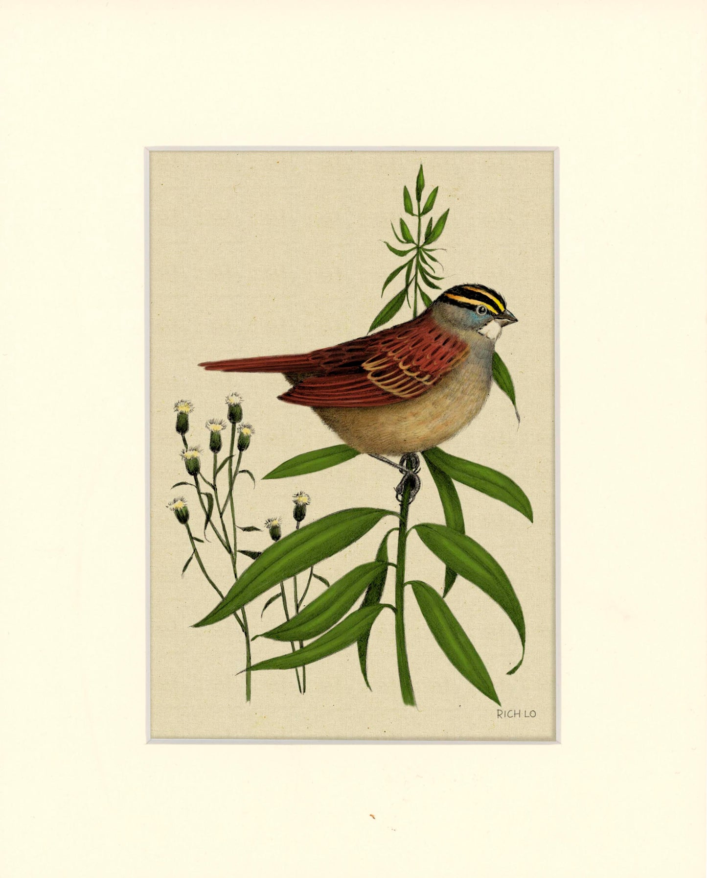 White-throated Sparrow