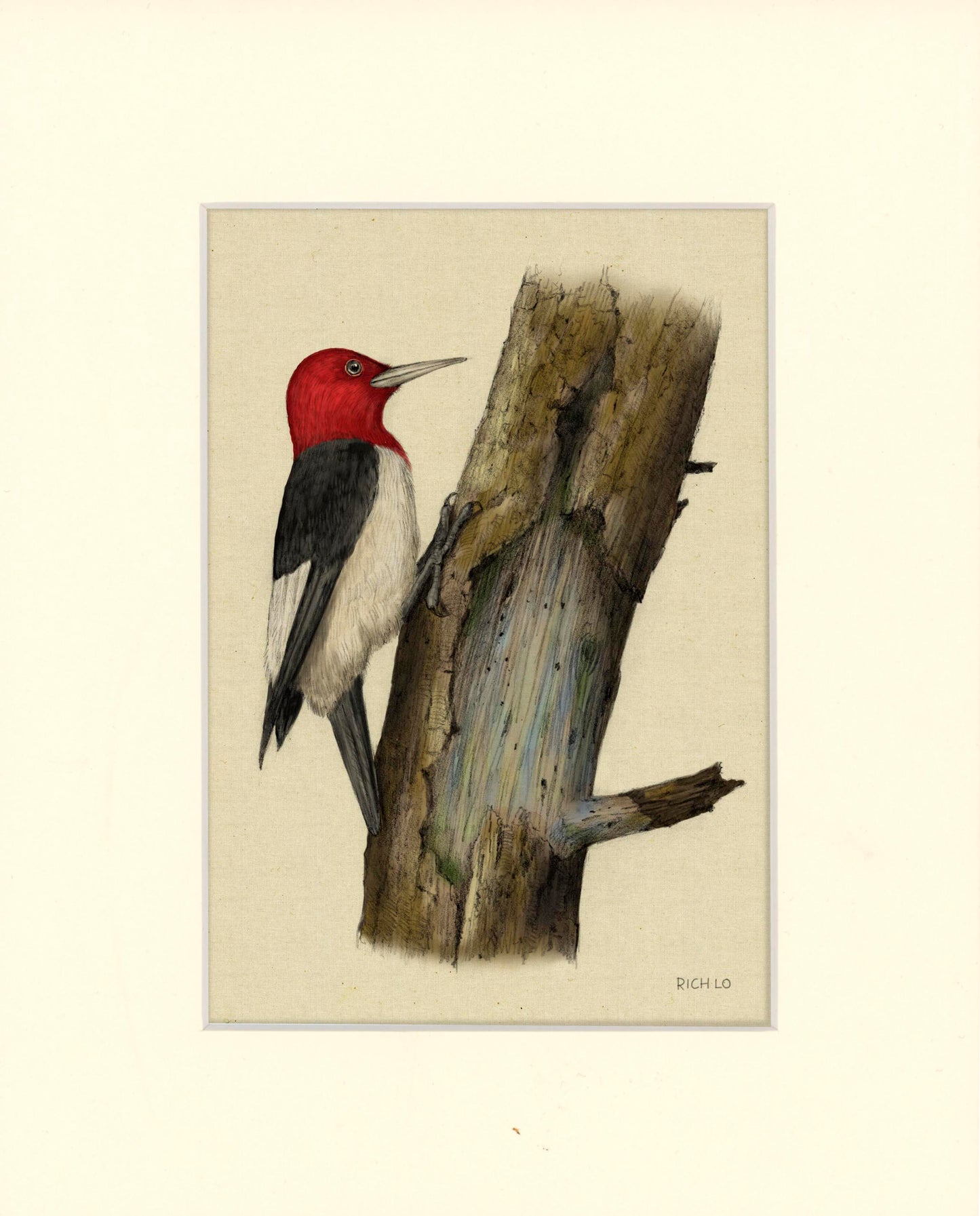 Red-headed Woodpecker