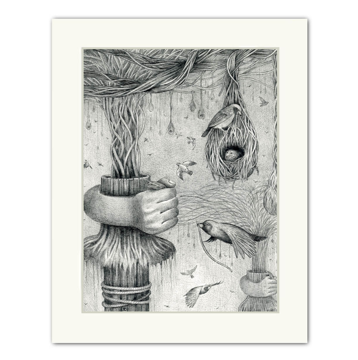 Bird Nests