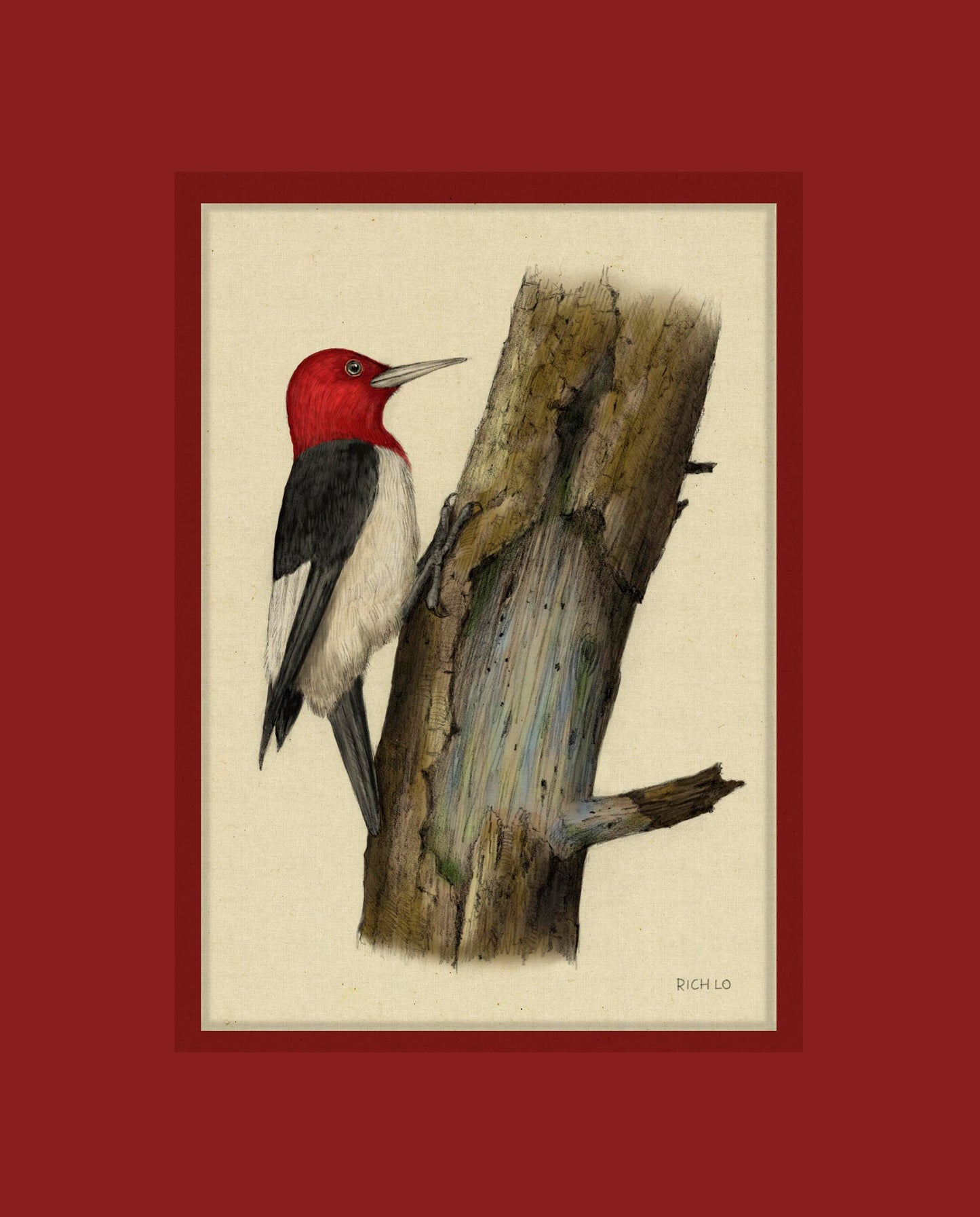 Red-headed Woodpecker