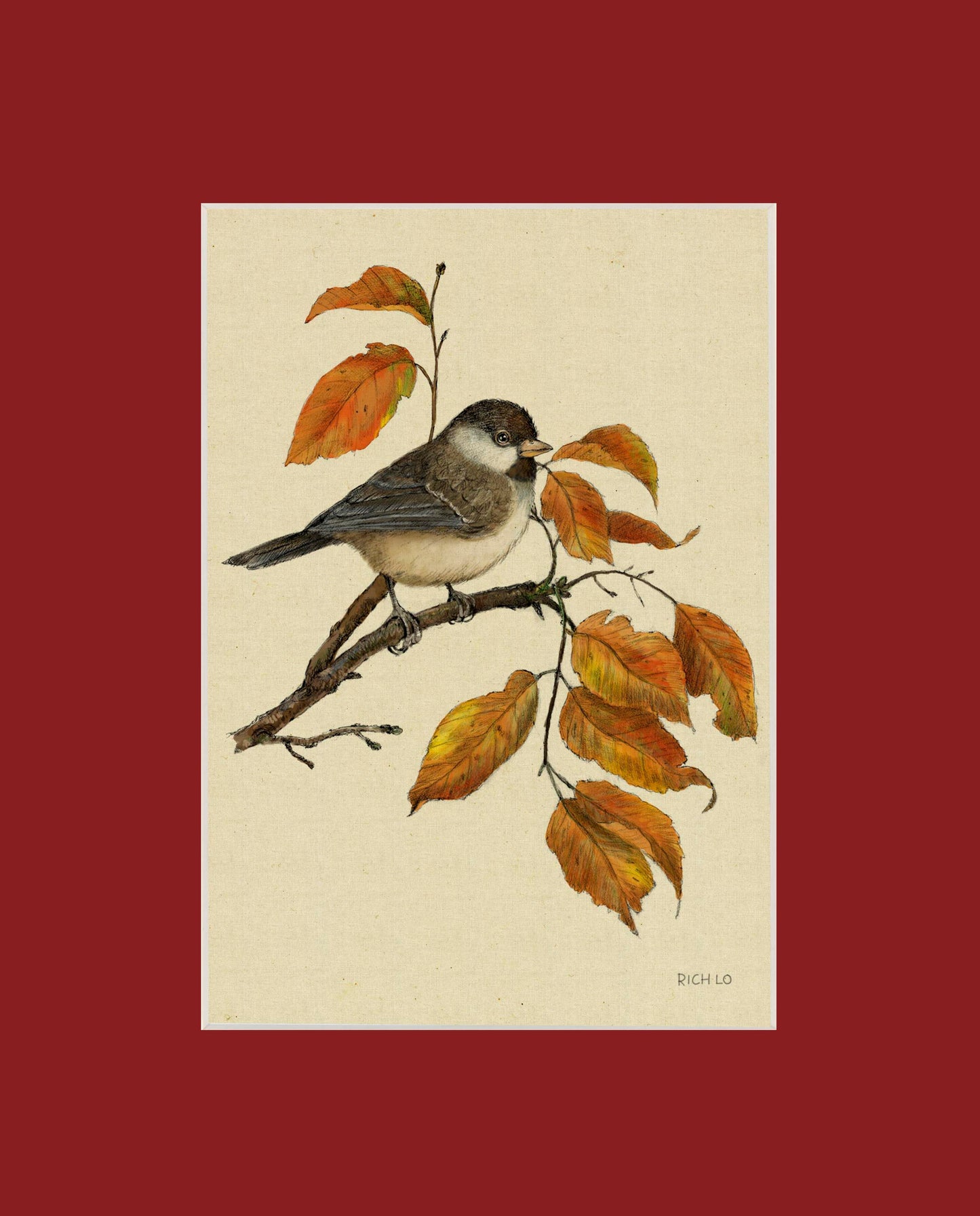 Black-capped Chickadee