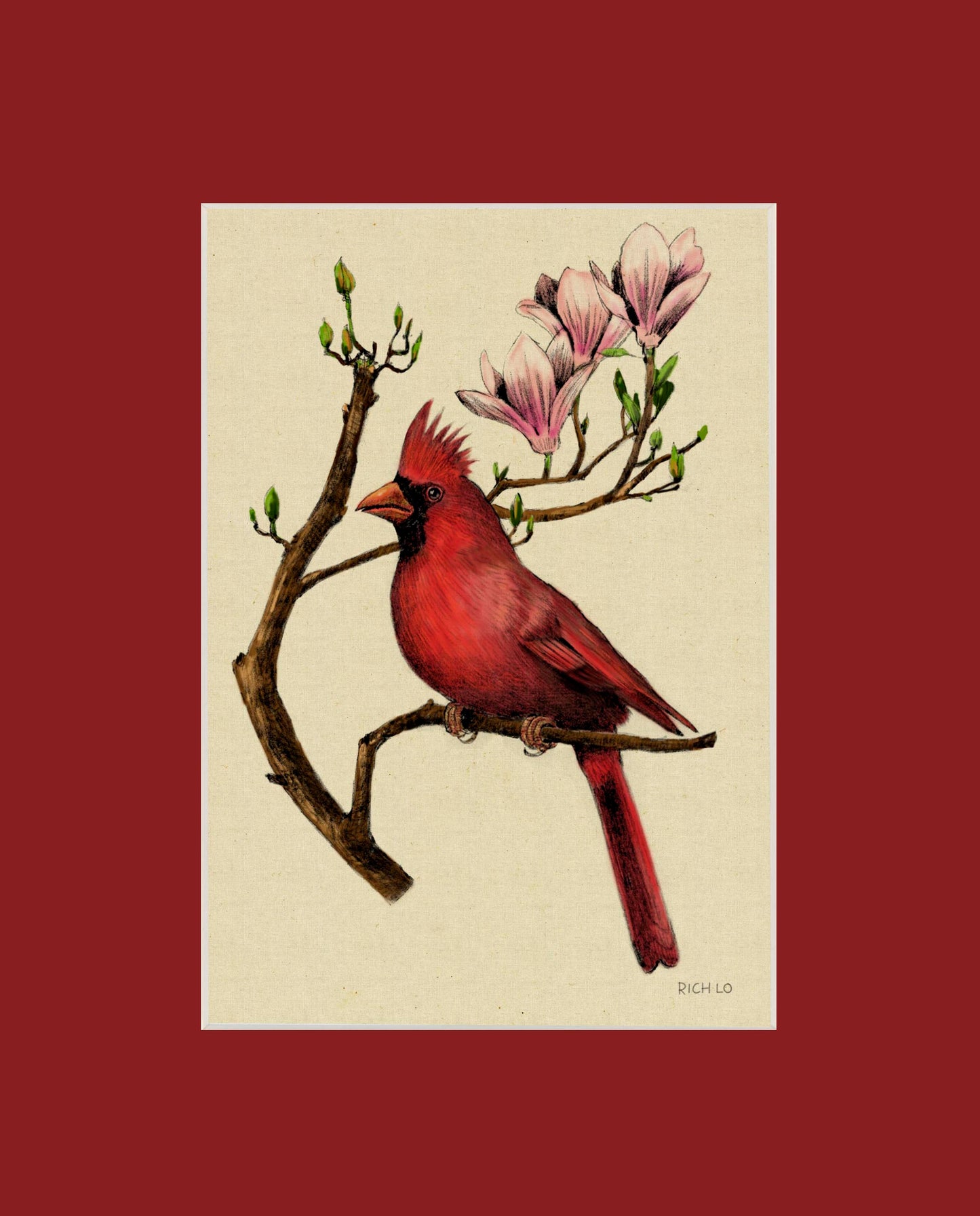 Male Cardinal