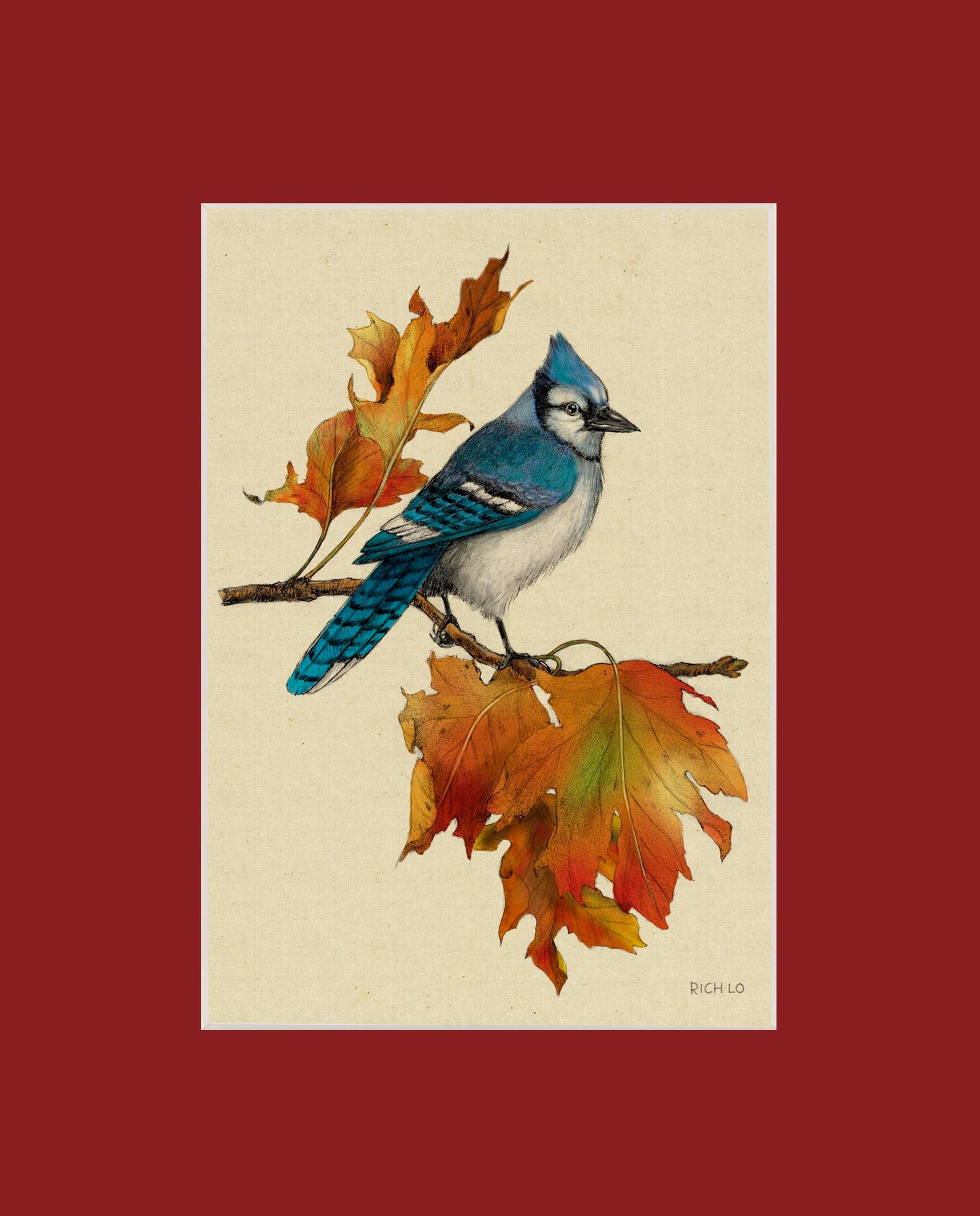 Bluejay