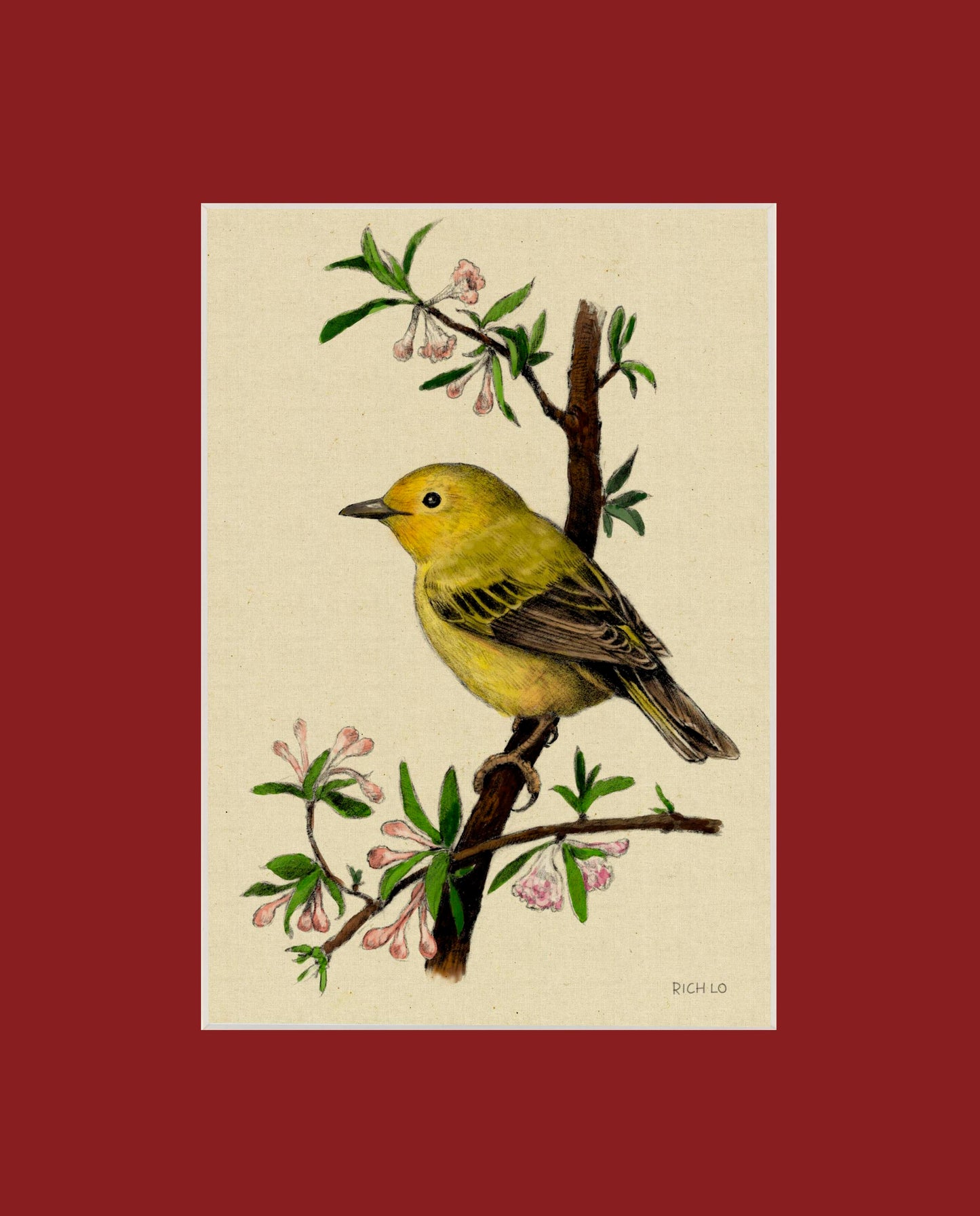 Yellow Warbler
