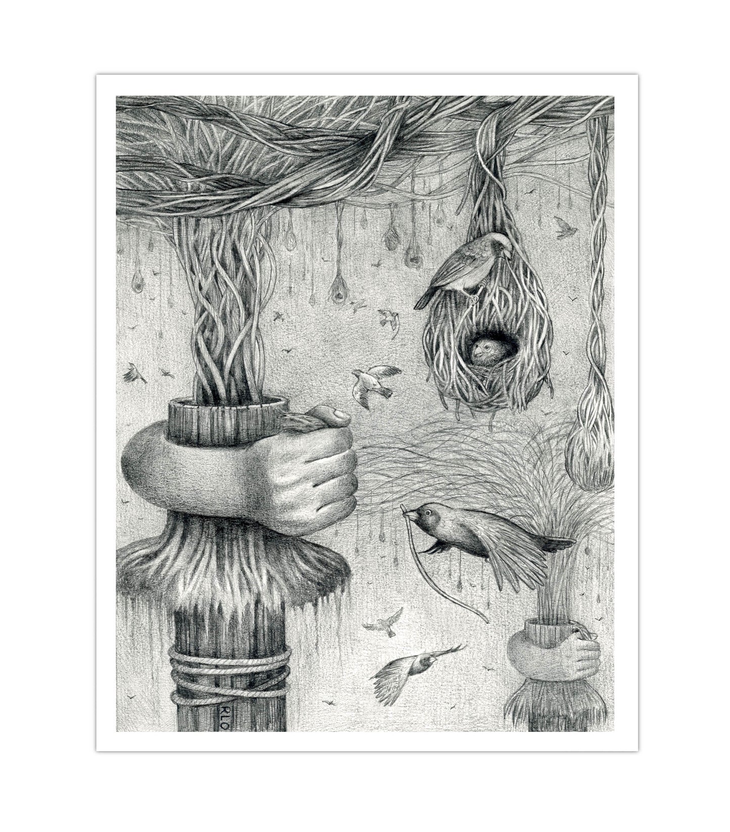 Bird Nests