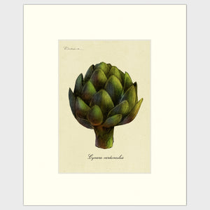 art prints for sale-Realistic rendering of an artichoke.