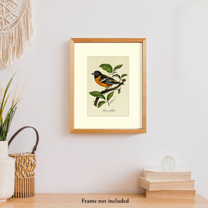 Baltimore Oriole