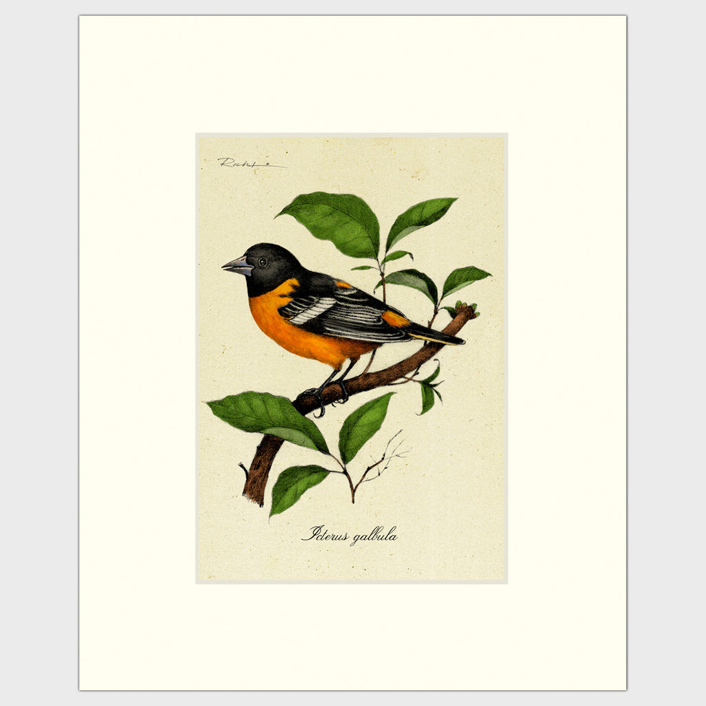 Art prints for sale-Realistic rendering of a Baltimore Oriole perched on a branch of a mulberry tree.