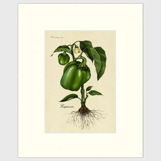 Bell Pepper Plants