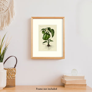 Bell Pepper Plants