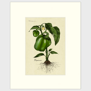 Open image in slideshow, Bell Pepper Plants
