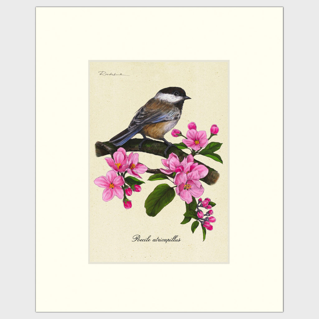 Art prints for sale-Traditional rendering of a black-capped chickadee on a branch full of apple blossoms