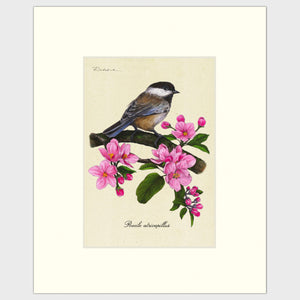 Open image in slideshow, Art prints for sale-Traditional rendering of a black-capped chickadee on a branch full of apple blossoms
