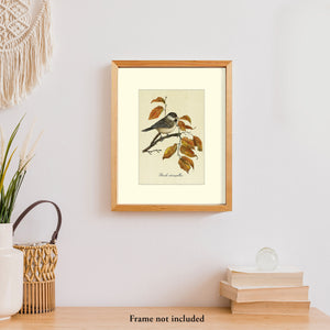 Black-Capped Chickadee