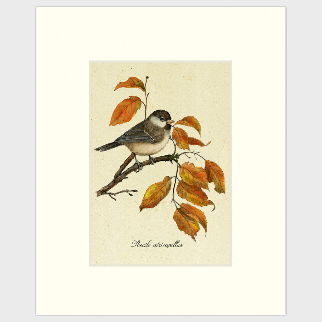 Art prints for sale-Traditional rendering of a black-capped chickadee sitting on a branch blending in with fall color leaves