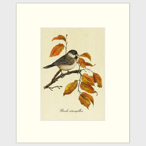 Open image in slideshow, Art prints for sale-Traditional rendering of a black-capped chickadee sitting on a branch blending in with fall color leaves
