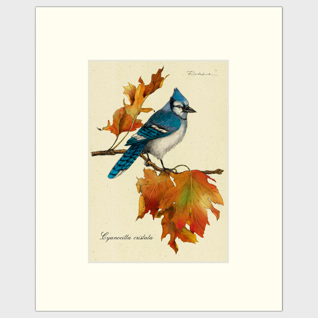 Art prints for sale-Traditional rendering of a bluejay on a branch with autumn leaves