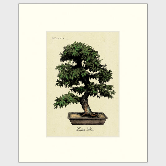 Cedar Elm