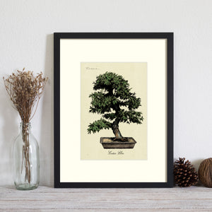 Cedar Elm