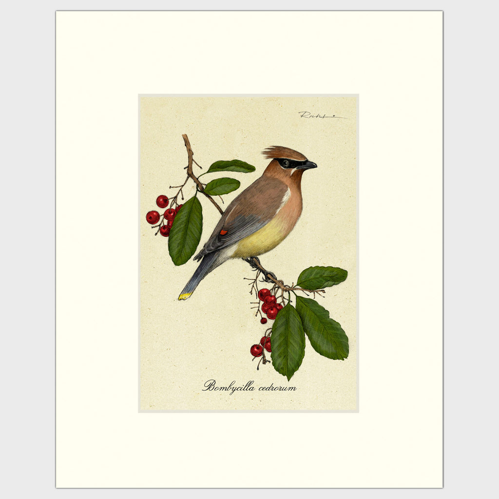 Art prints for sale-Traditional rendering of a cedar waxwing perched on a berry bush