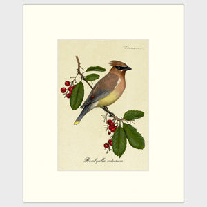 Open image in slideshow, Art prints for sale-Traditional rendering of a cedar waxwing perched on a berry bush
