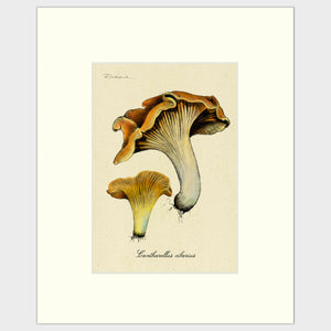 Open image in slideshow, Chanterelle Mushrooms
