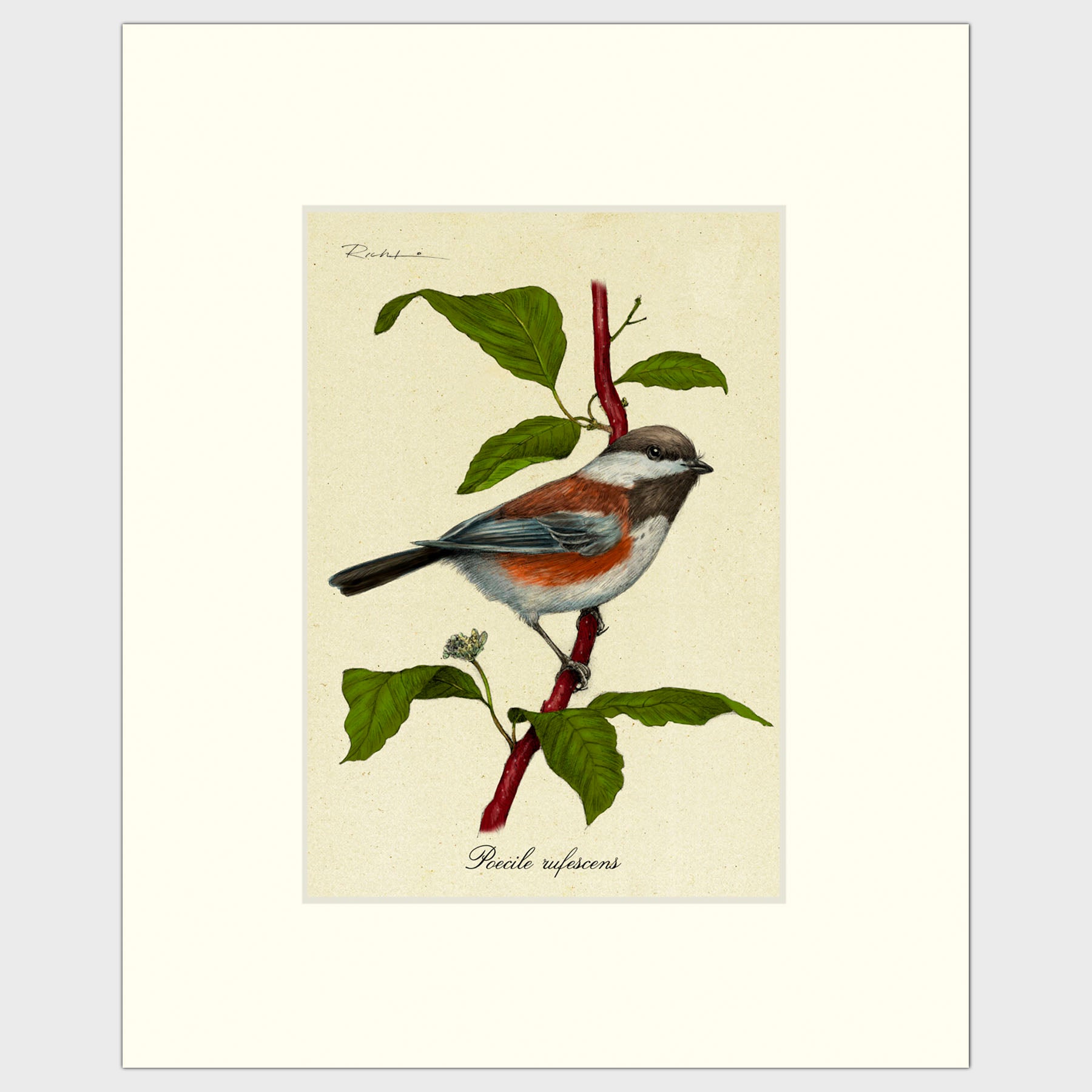 Art prints for sale-Traditional rendering of a chestnut-backed chickadee perched on a dogwood branch