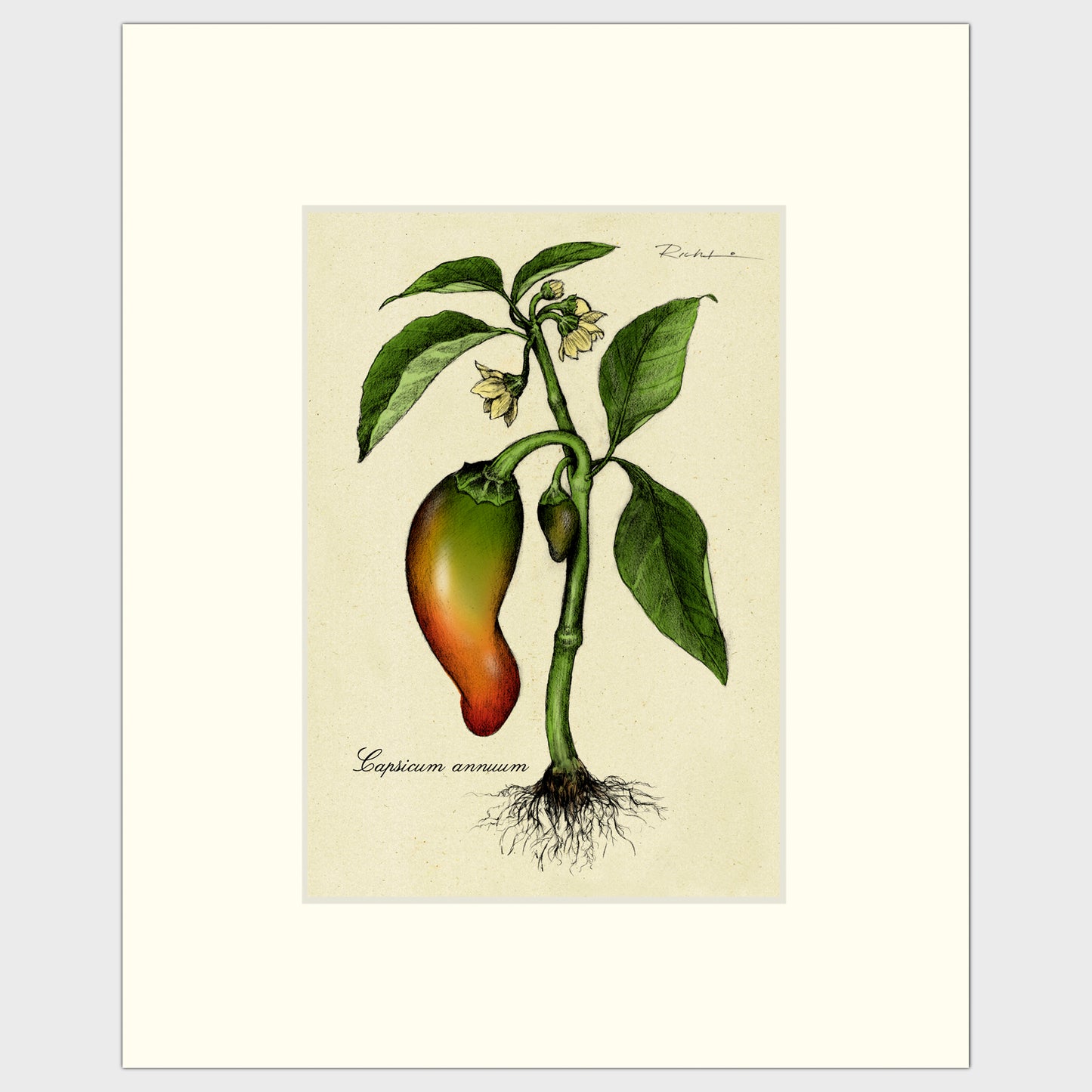 Chili Peppers