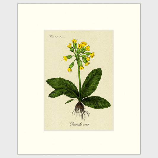 Cowslip