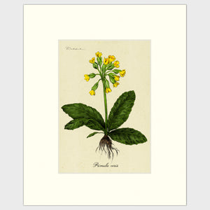 Open image in slideshow, Cowslip
