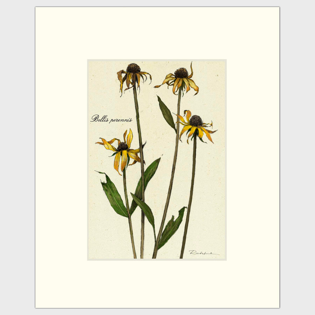 Fine art prints for sale. Realistic rendering of decaying daisies.