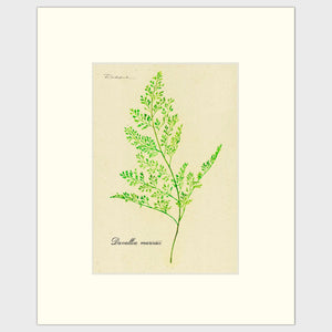 Open image in slideshow, Davallia Fern
