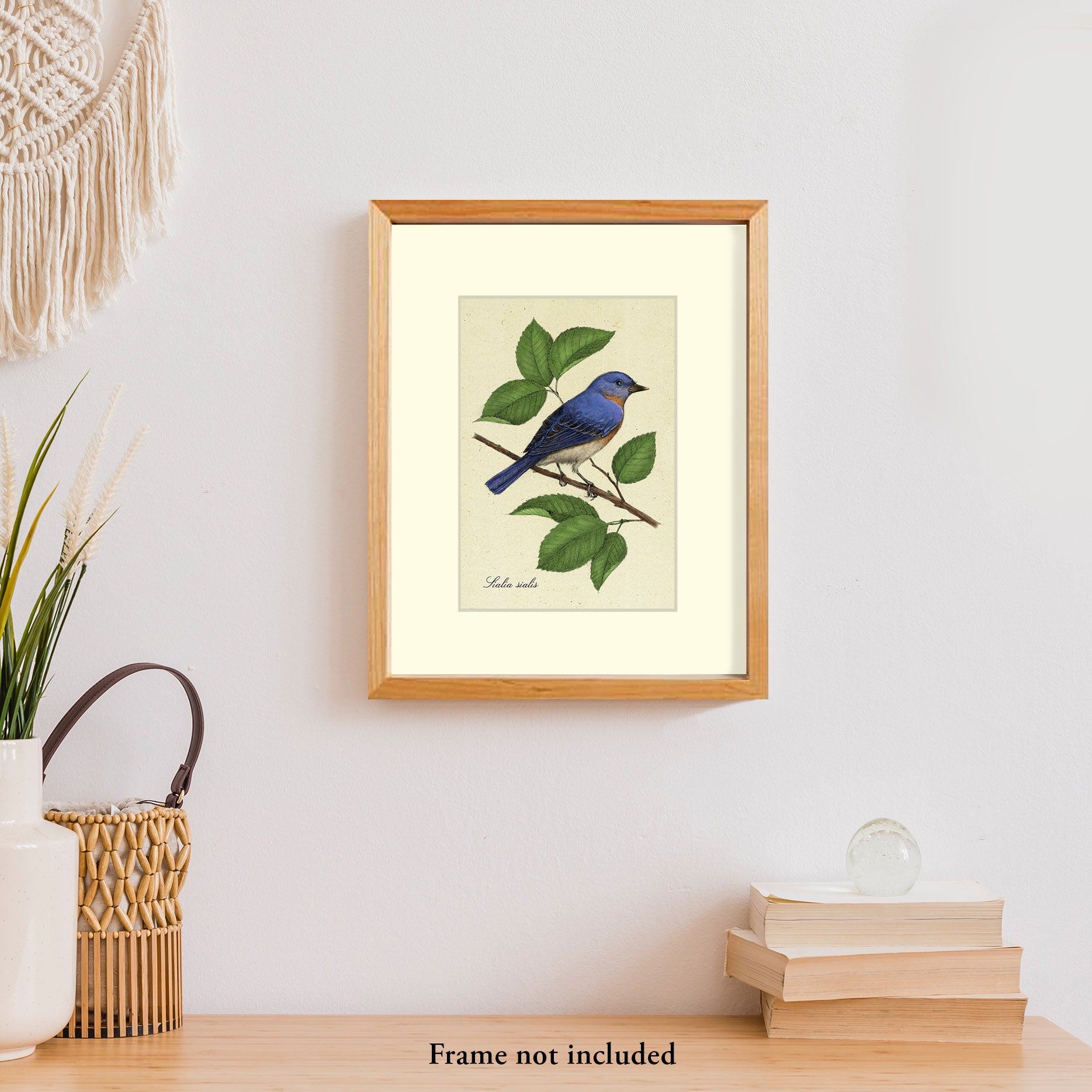 Art prints for sale-Eastern Bluebird – Rich Lo I Greatsketch