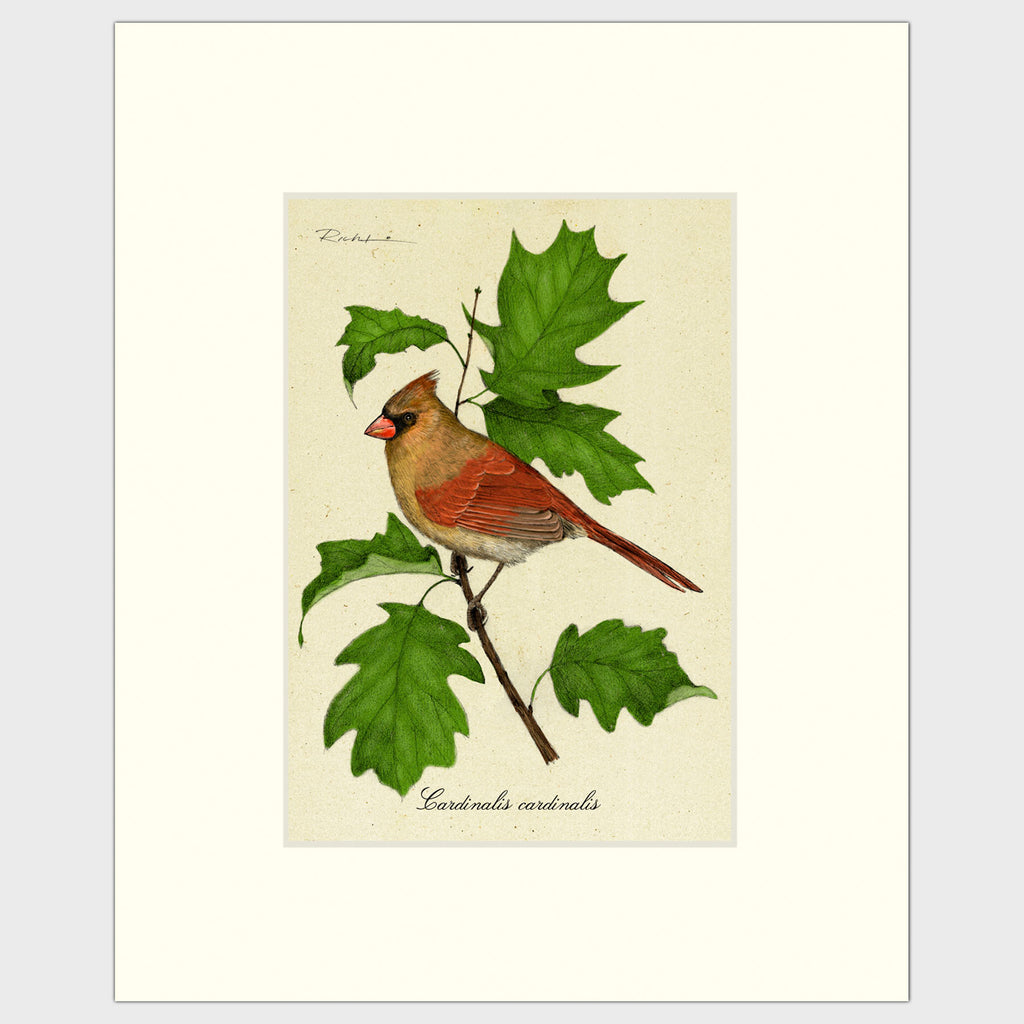 Art prints for sale-Traditional rendering of a female cardinal on a branch of a maple tree