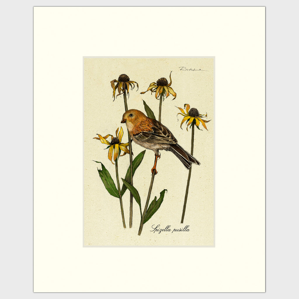 Art prints for sale-Traditional rendering of a field sparrow resting on a stem of a flower