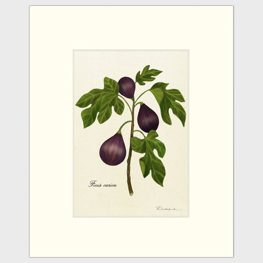 Figs