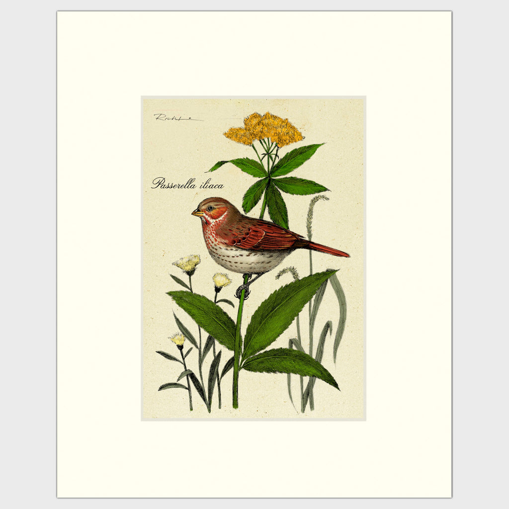 Art prints for sale-Traditional rendering of a fox sparrow resting on a small plant