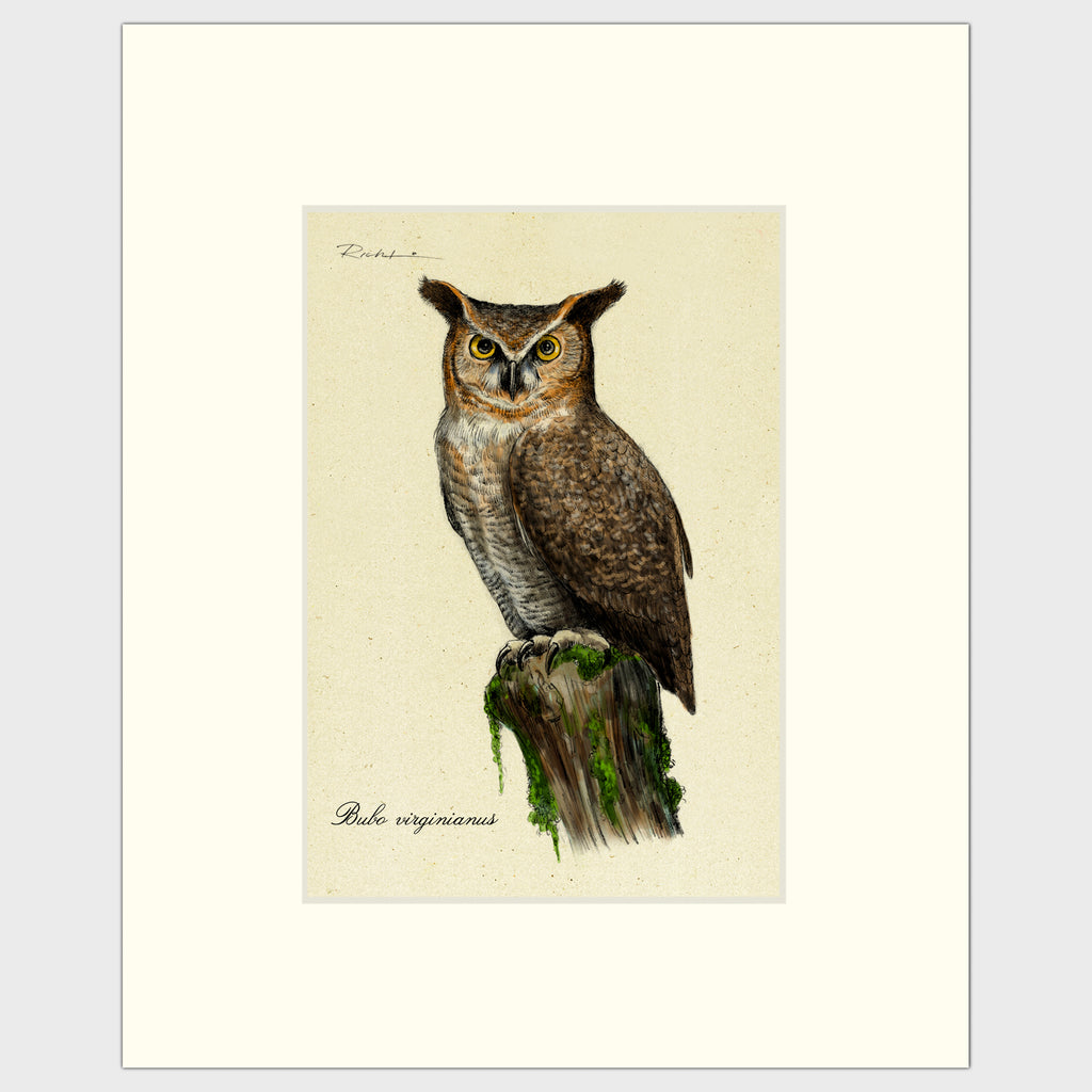 Art prints for sale-Traditional rendering of a great-horned owl standing on an old tree stump