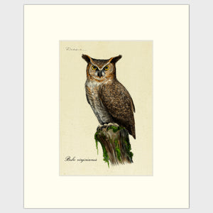 Open image in slideshow, Art prints for sale-Traditional rendering of a great-horned owl standing on an old tree stump
