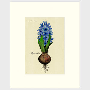 Open image in slideshow, Hyacinth Bulb
