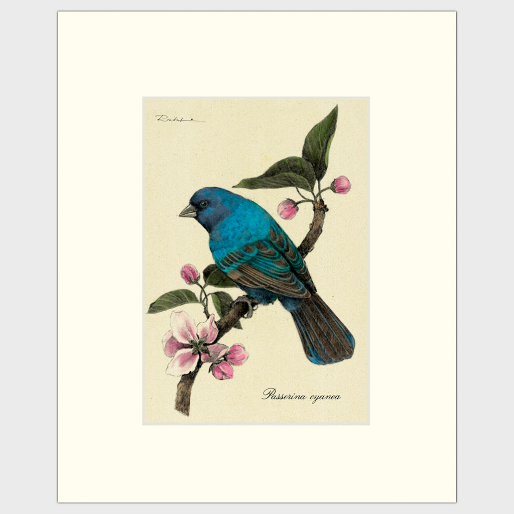 Art prints for sale-Traditional rendering of a indigo bunting resting on a branch with cherry blossoms