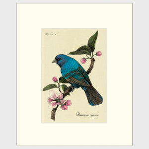 Open image in slideshow, Art prints for sale-Traditional rendering of a indigo bunting resting on a branch with cherry blossoms
