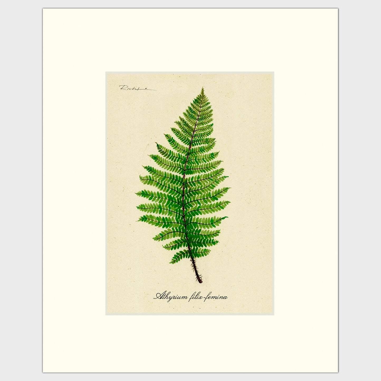 Lady Fern