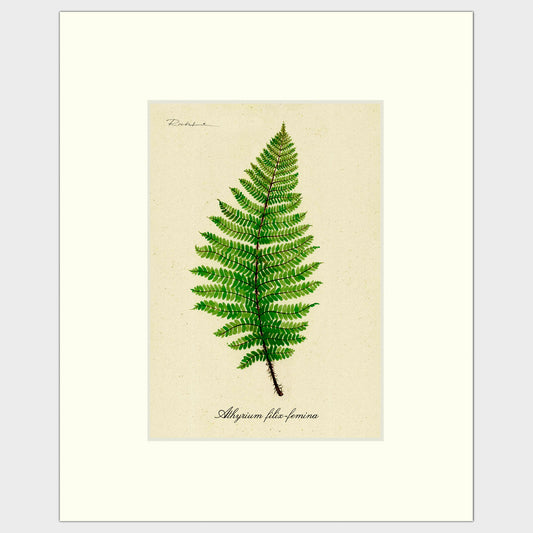 Lady Fern